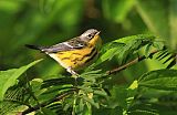 Magnolia Warbler